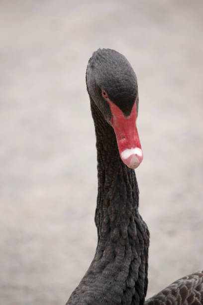 istock this is a close up of a black swan 1868117881