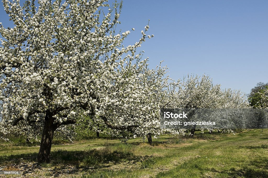 Fleurs arbres apple - Photo de Arbre fruitier libre de droits