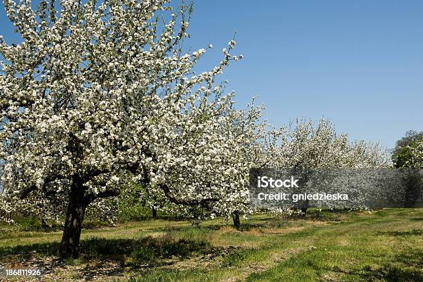 Fioritura Di Alberi Di Mele - Fotografie stock e altre immagini di Albero da frutto - Albero da frutto, Ambientazione esterna, Blu