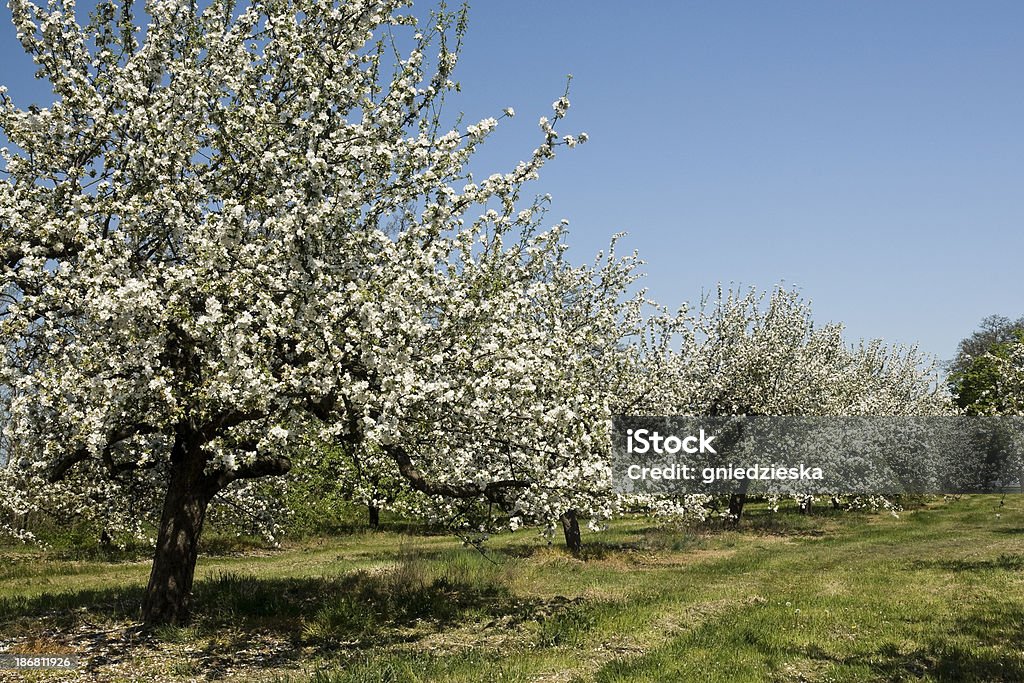 Rozkwiecony Jabłko drzewa - Zbiór zdjęć royalty-free (Drzewo owocowe)