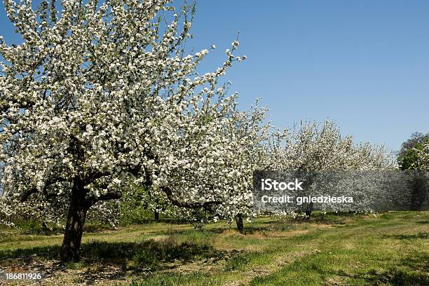 Rozkwiecony Jabłko Drzewa - zdjęcia stockowe i więcej obrazów Drzewo owocowe - Drzewo owocowe, Fotografika, Horyzontalny