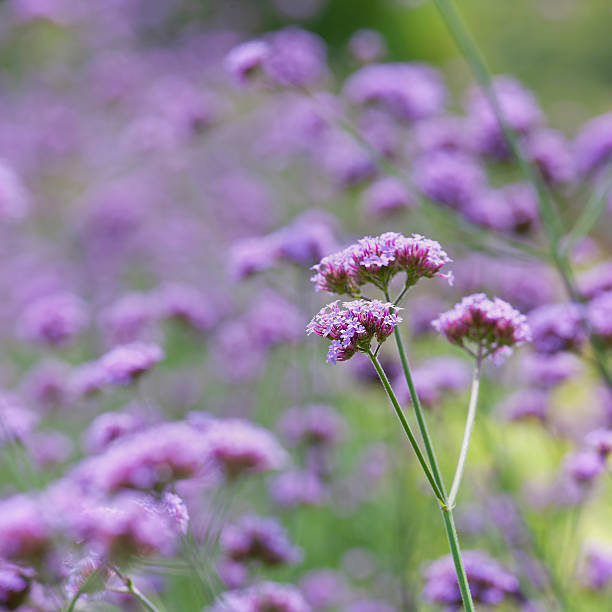 istock Verbena Bonariensis flowers. 186811928