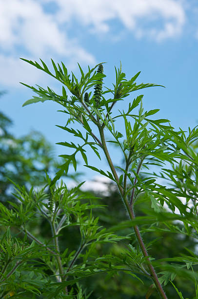 l'ambrosia artemisiifolia-ambrosia - erkennen foto e immagini stock