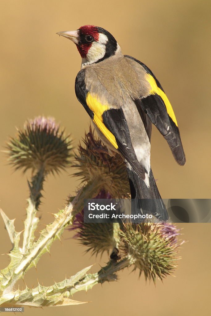 Europäische Goldfinch - Lizenzfrei Ast - Pflanzenbestandteil Stock-Foto