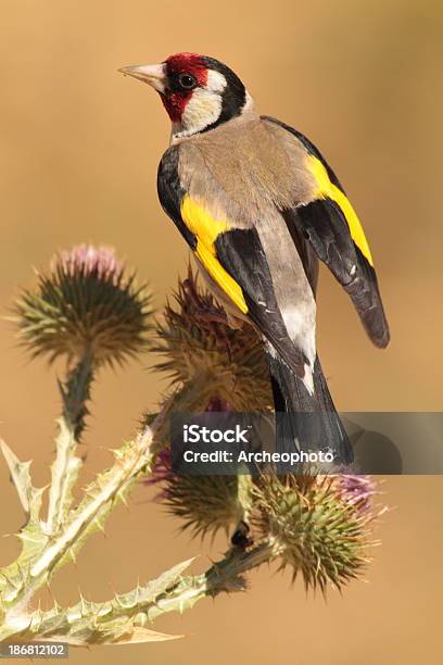 Europäische Goldfinch Stockfoto und mehr Bilder von Ast - Pflanzenbestandteil - Ast - Pflanzenbestandteil, Bunt - Farbton, Distel