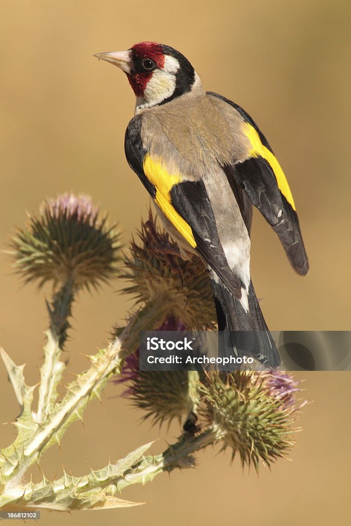 Европейский Goldfinch - Стоковые фото Бодяк роялти-фри