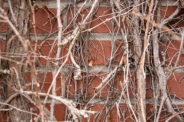 ho vite su un muro di mattoni - ivy brick wall vine foto e immagini stock