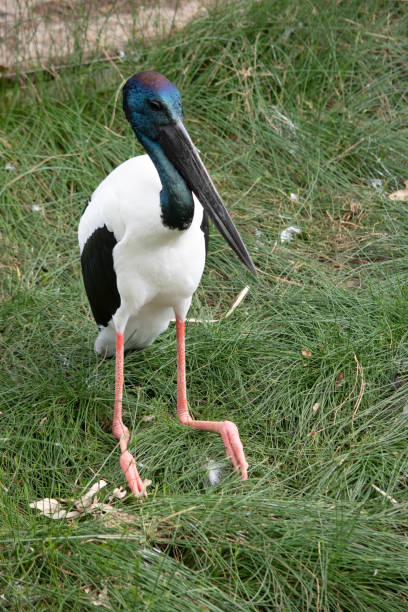 istock the jabiru or black necked stork is sitting down 1868121545