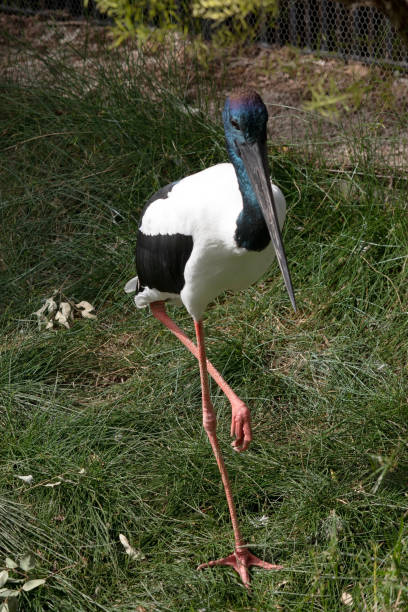 istock the jabiru or black necked stork is sitting down 1868121557