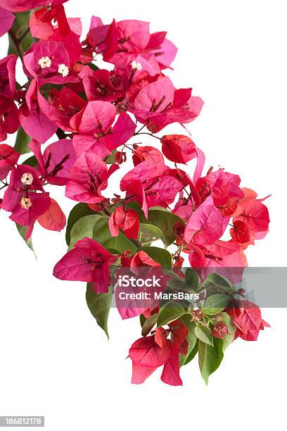 Bougainvillea Isoliert Stockfoto und mehr Bilder von Bougainvillea - Bougainvillea, Blume, Rankenpflanze