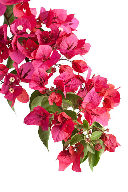 Bougainvillea (Isolated) "Vibrant bougainvillea branch, isolated on white" bougainvillea stock pictures, royalty-free photos & images