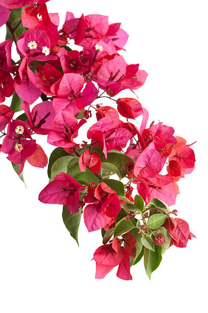 бугенвиллея (изолированный - bougainvillea стоковые фото и изображения