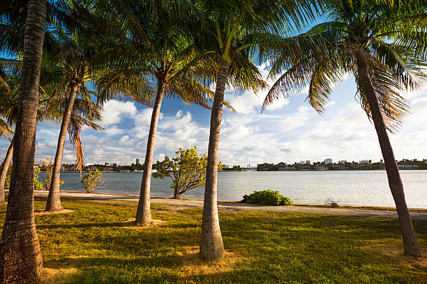 istock Palm trees line the intercoastal waterway into Miami Beach 186812211