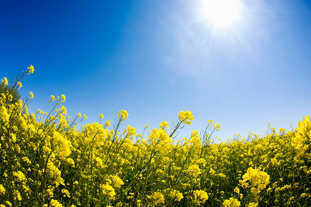 le printemps éclot-fleur de navette d'hiver - yellow flowers flash photos et images de collection