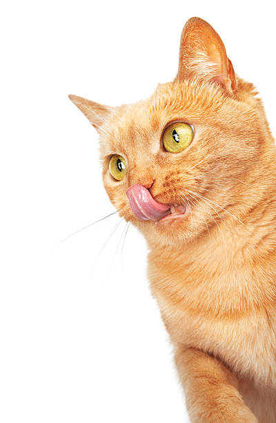 Cat licking its lips with copy space "Hungry orange cat licking its lips, looking to the left, with copy space" cat sticking out tongue stock pictures, royalty-free photos & images