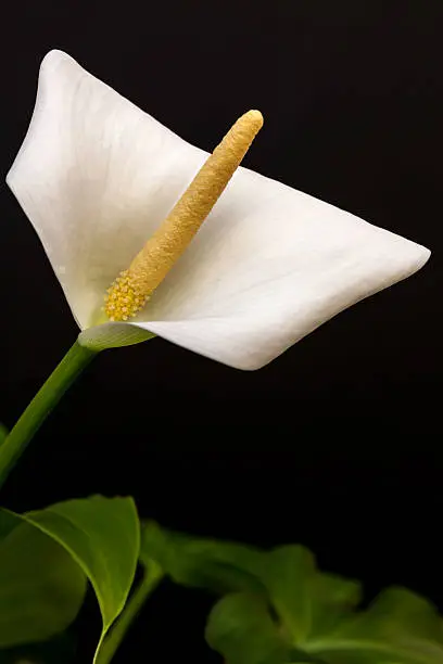 Callalily against a black background