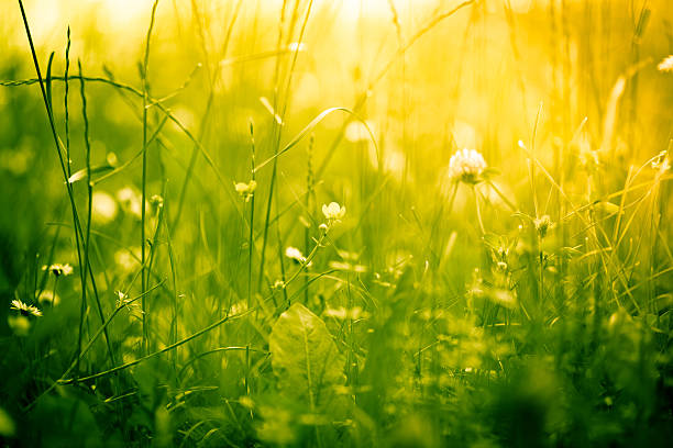 Beautiful green meadow with wildflowers.Shallow depth of field. Toned image.