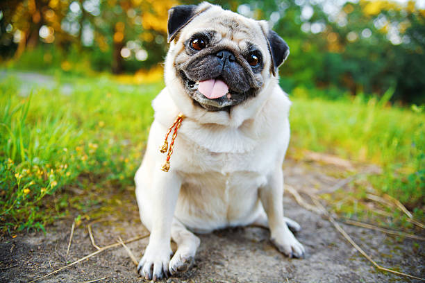 Little pug in summer park Little smiling pug sitting on sidewalk in summer park pug photos stock pictures, royalty-free photos & images