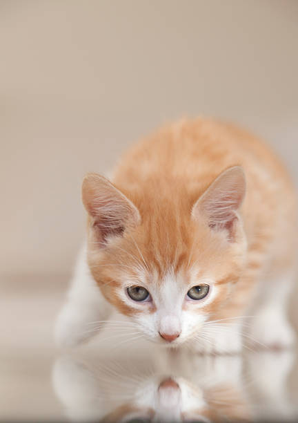 istock Small ginger and white kitten hunting looking at camera 186812735