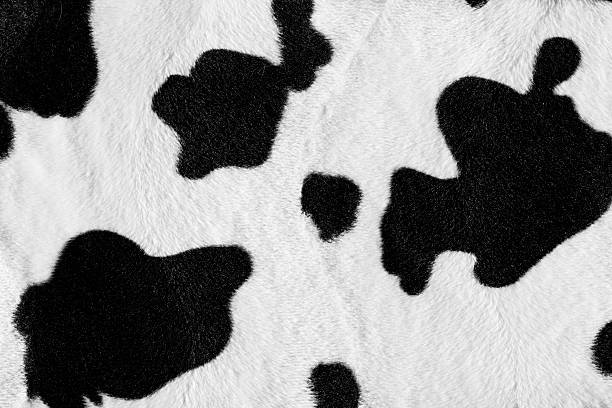 A herd of cattle was grazing on the prairie， Cows are grazing on the grassland