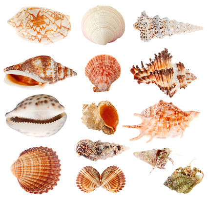 Collection of seashells isolated on white.