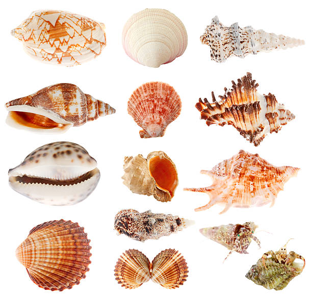 Seashells set isolated on white background Collection of seashells isolated on white. conch shell photos stock pictures, royalty-free photos & images