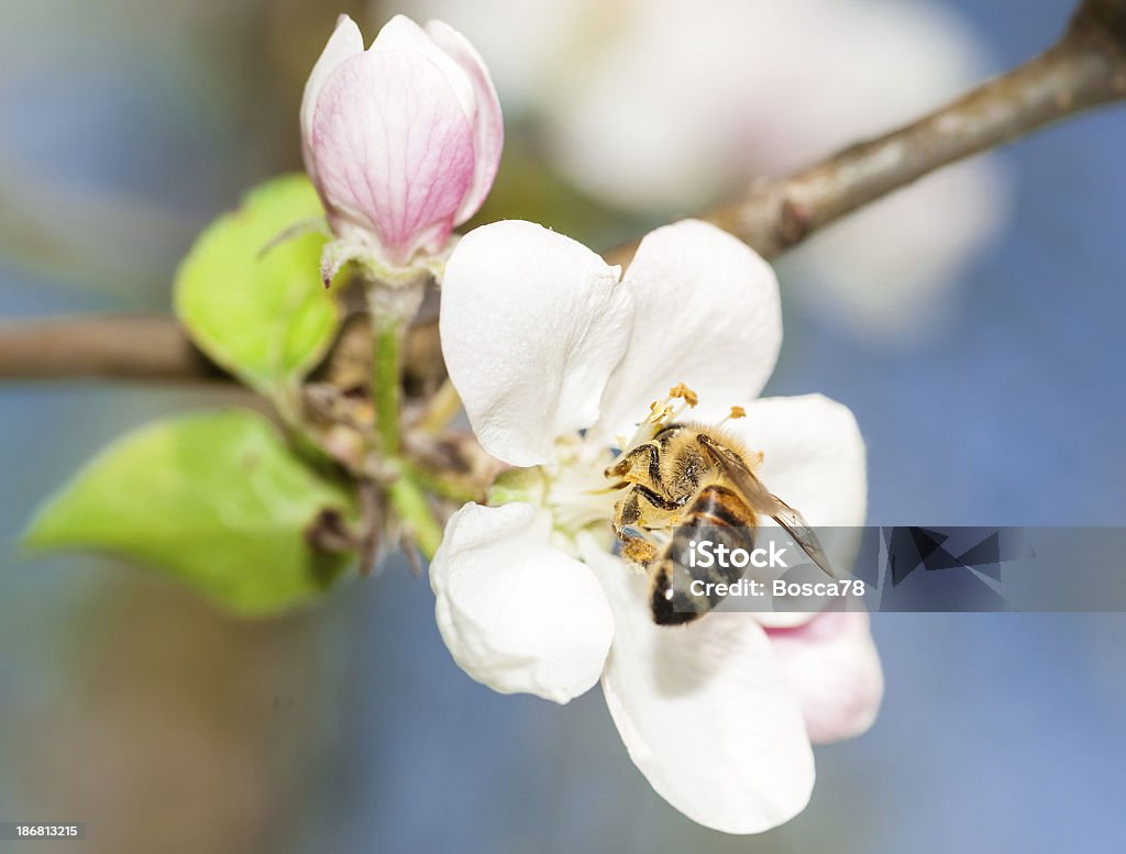 Honey bee 花粉のお集まりからフィーディング plumb の木の花 - カラー画像のロイヤリティフリーストックフォト