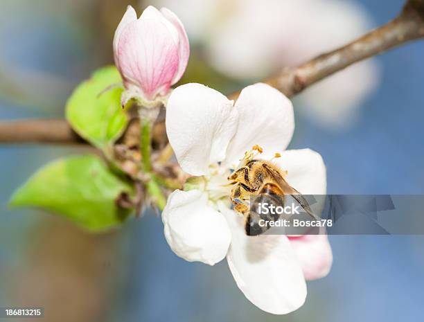 Honey Bee 花粉のお集まりからフィーディング Plumb の木の花 - カラー画像のストックフォトや画像を多数ご用意 - カラー画像, ハナバチ, パステルカラー