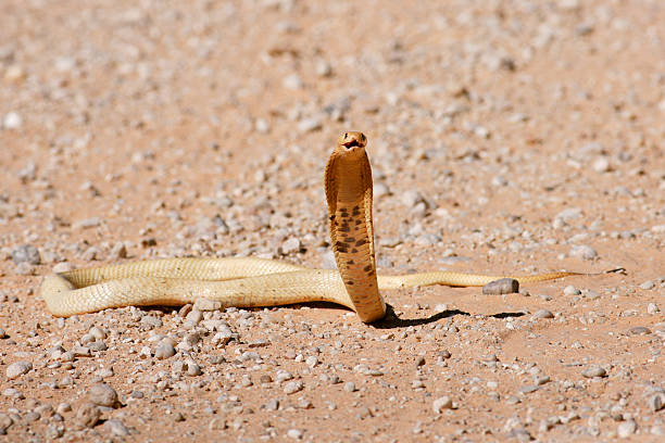 Cape cobra, naja nivea, in threat pose, with hood open stock photo