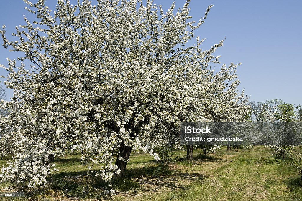 Macieira em flor - Foto de stock de Azul royalty-free