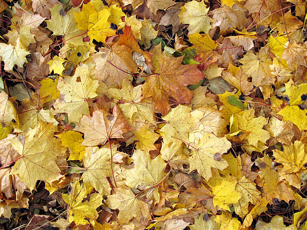 istock yellow maple leaf in autumn on the ground 186813466