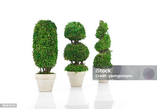 Albero - Fotografie stock e altre immagini di Vaso da fiori - Vaso da fiori, Fotografia da studio, Giardino pubblico - Giardino