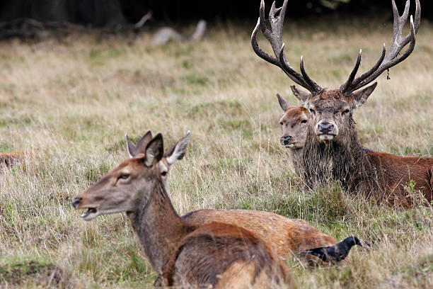 istock Red deer stag relaxes in the rut with harem 186813674