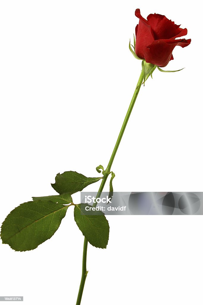 Red Rose Long stemmed red rose Cut Out Stock Photo