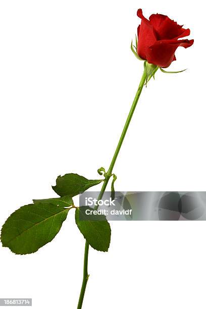 Red Rose Stock Photo - Download Image Now - Cut Out, Flower, Flower Head