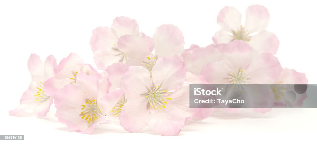 핑크 벚꽃 안정 흰색 배경의 - 로열티 프리 0명 스톡 사진