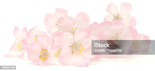 핑크 벚꽃 안정 흰색 배경의 0명에 대한 스톡 사진 및 기타 이미지 - 0명, 꽃 나무, 꽃-식물