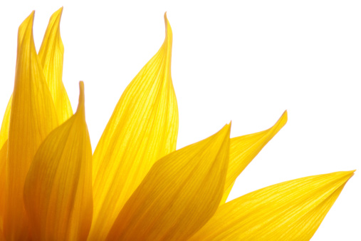 Crop of Sunflower. Backlit sunflower. Shot in studio.see similar files: