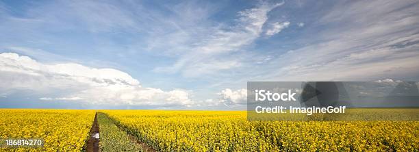 Estrada De Canola - Fotografias de stock e mais imagens de Agricultura - Agricultura, Alberta, Amarelo