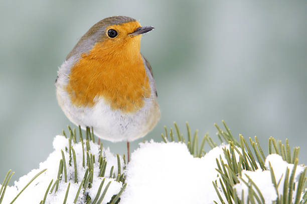 istock Robin on a pinewood branch 186814298