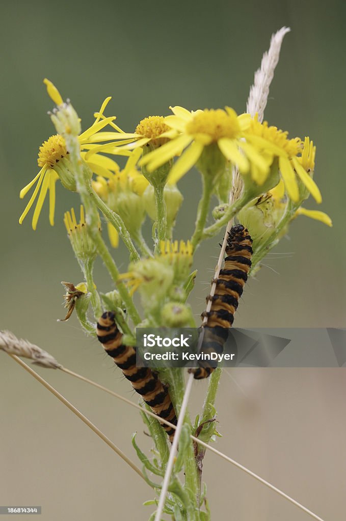Cinnabar Moth Caterpillars on Ragwort Cinnabar moth ( Tyria jacobaeae ) larvae feeding on ragwort As their colours suggest they are poisonous . As a result from the poisonous ragwort ( Jacobaea vulgaris ) on which they feed Animal Stock Photo