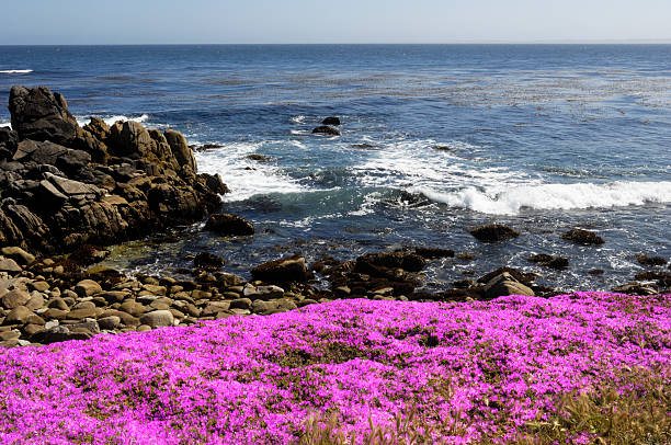 istock Flowering Plant Growing on Oceanside Cliff 186814364