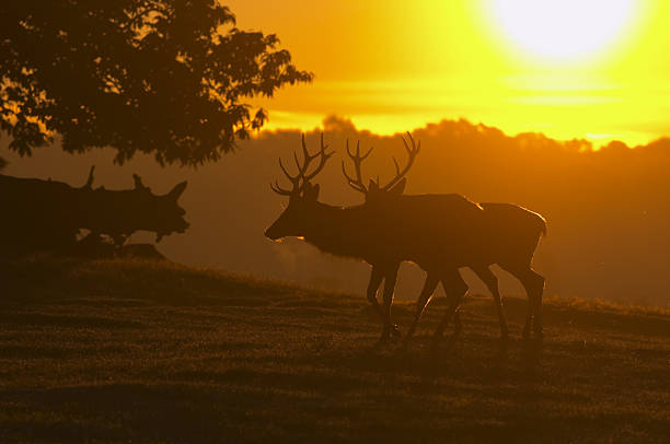 all passion gasto cervo stags são irmãos ao amanhecer - richmond park imagens e fotografias de stock