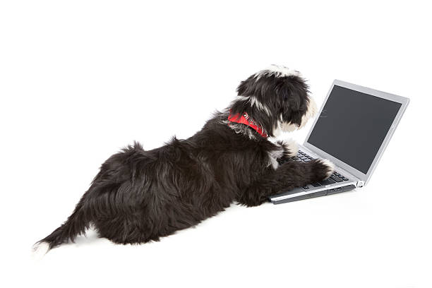istock Tibetian terrier dog looking at a laptop 186814532