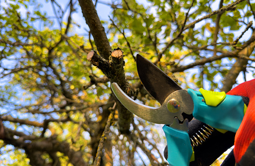 Cutting branches on apple tree use Garden pruning shears. Trimming tree branch in rural garden. Pruning tree with clippers on backyard in village. Pruning  tools. Cut branch use branch cutter.