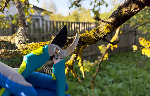 Cutting branches on apple tree use Garden pruning shears. Trimming tree branch in rural garden. Pruning tree with clippers on backyard in village. Pruning  tools. Cut branch use branch cutter.