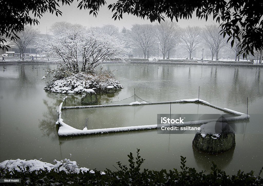 Japonia zimy lód Pond - Zbiór zdjęć royalty-free (Ryba)