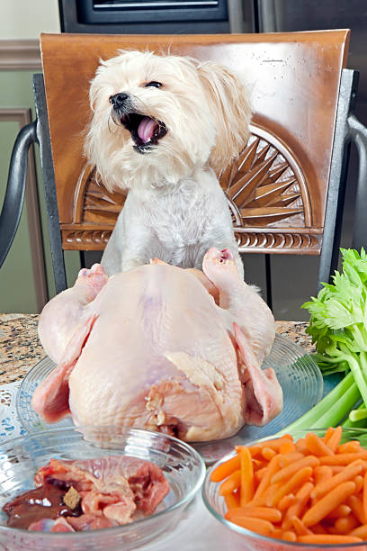 Funny Chicken Soup Stock Photos, Pictures & Royalty-Free Images - iStock