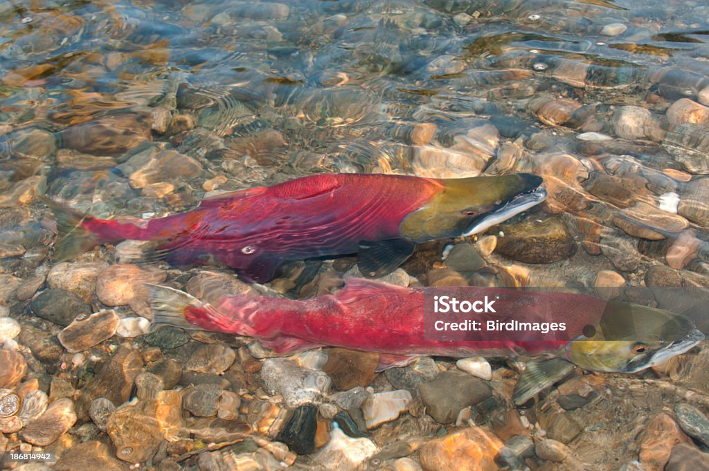 Sockeye Salmon Swimming Upstream. Male & Female Sockeye Salmon Swimming Upstream. Salmon - Animal Stock Photo