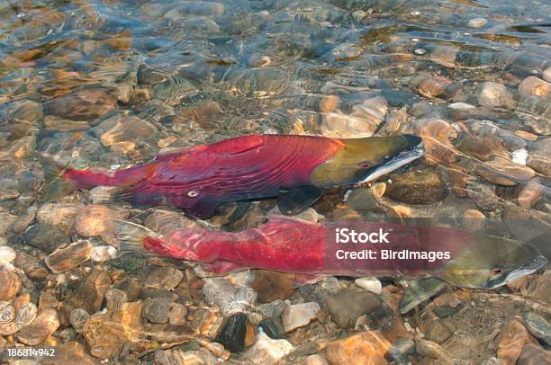 Sockeye Salmon Swimming Upstream Stock Photo - Download Image Now - Salmon - Animal, Spawning, Adams River